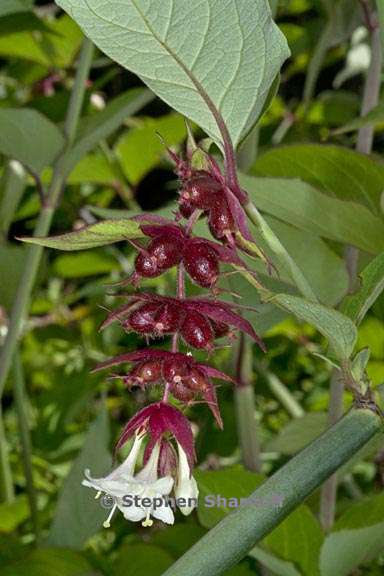 leycesteria formosa 1 graphic